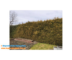 Zlecę przycięcie tui