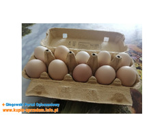 Wiejskie jajka od kur z wolnego wybiegu