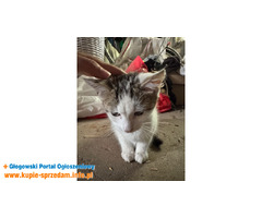 oddam młodą kotke