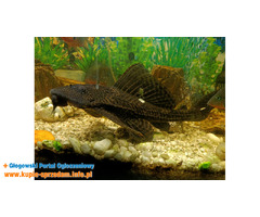 Wielki glonojad, zbrojnik lamparci ok 30cm